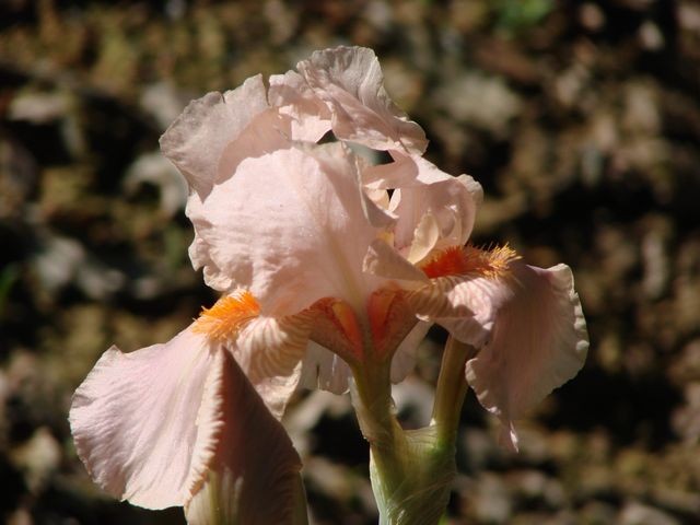 roza perunika